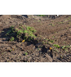 Brány hřebové BH-138